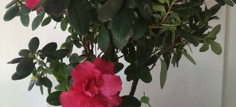 邛海湿地听涛小镇景区房民宿(泸山路分店)图片