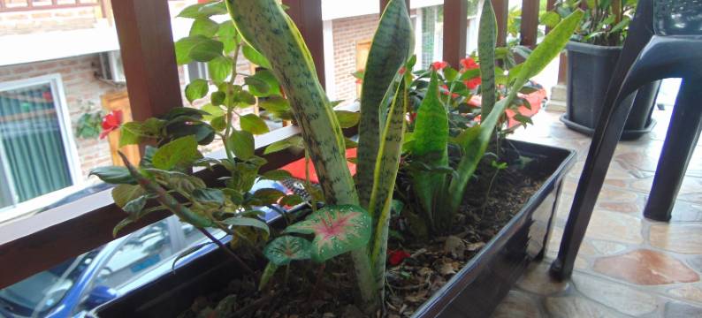 MIRAMAR LODGE  米拉玛旅馆(Miramar Lodge)图片