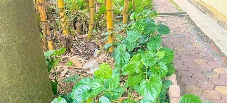 Hoang Mam酒店(Hoang Mam Hotel)图片