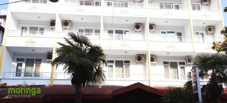 辣木(Moringa)图片