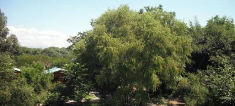 卡巴·帕莱索(Cabañas El Paraiso)图片