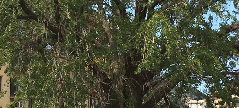 菊花顶一楼民居三室二厅(滨州南街分店)图片