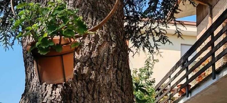 雪松民宿(B&B Il Cedro)图片