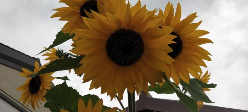 天路小别墅(后洗公路分店)图片