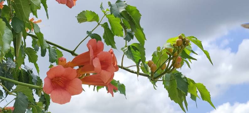 里口山独门独户小院(里口山路分店)图片