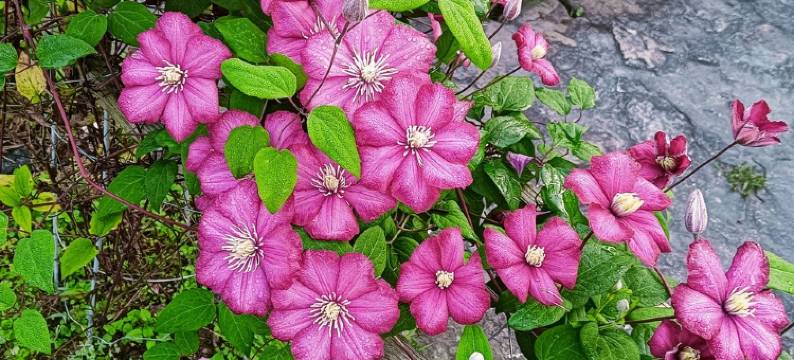 莫干山氧泉山居度假别墅(晓于线分店)图片