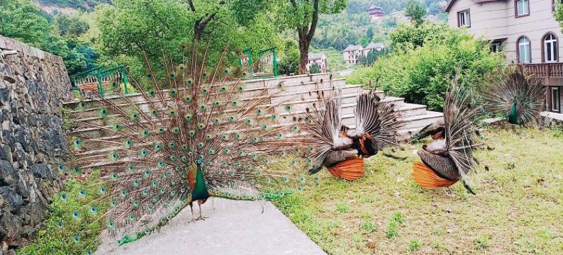 温州白云山度假村图片