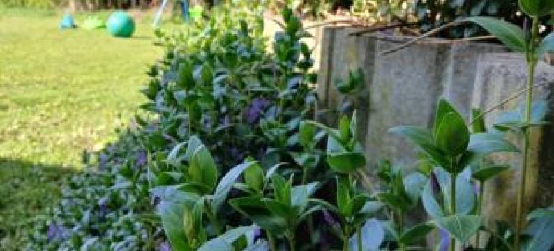 兰德加斯托夫苏姆赛霍夫旅馆(Landgasthof Zum Seehof)图片