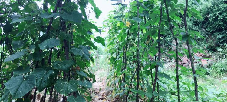 宝鸡聚客来农家院图片