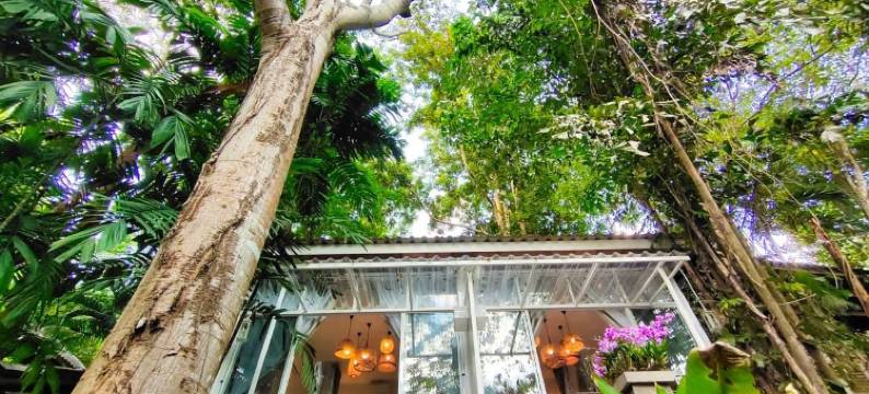 热带雨林度假村(Rain Forest Resort)图片