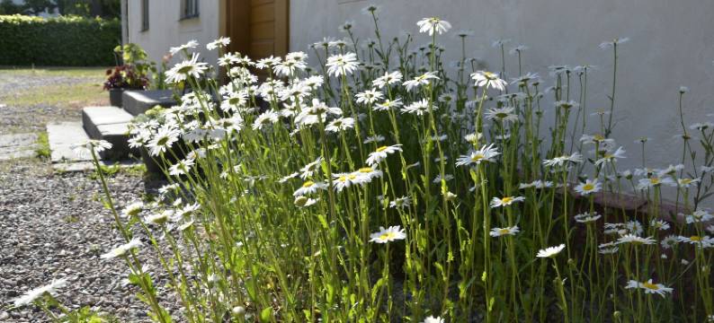 达尔斯特罗斯卡花园民宿(Hotell Dahlströmska gården)图片