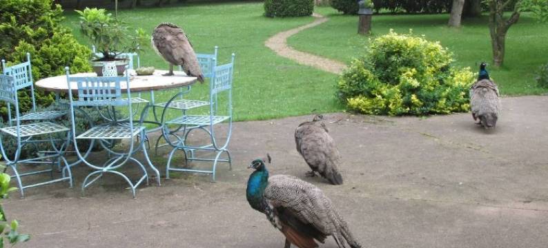 拉法桑德耶(La Faisanderie)图片