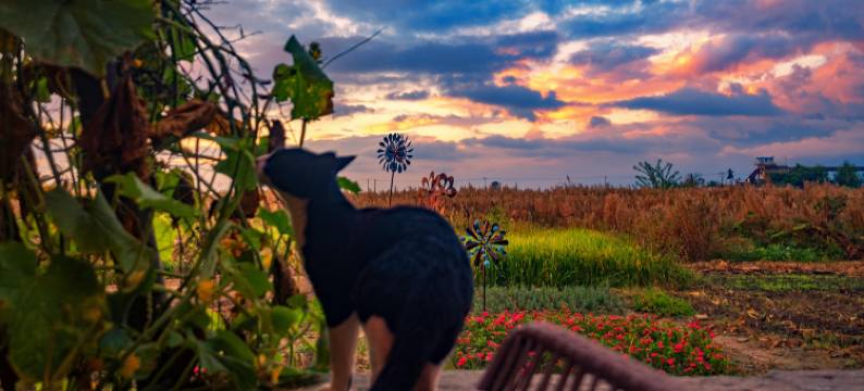 大理谷吉娜-28号院(喜洲古镇店)图片