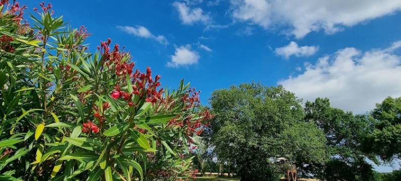拉蒂格栖息地泡沫酒店(Les Bulles perchées de Lartigue)图片