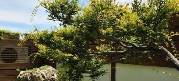 台南波夏122图片