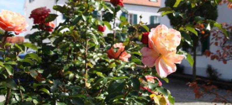 盖斯豪斯万格霍夫酒店(Hotel Gasthaus Wangerhof)图片