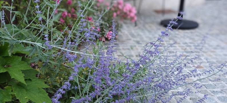 佬塞勒莱冈什酒店(Hôtel Loysel le Gaucher)图片