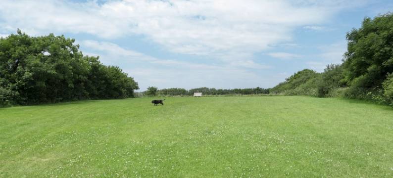 鹡鸰(Wagtail)图片