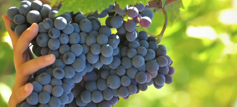 Villa with Pool and Wine Country Charm图片