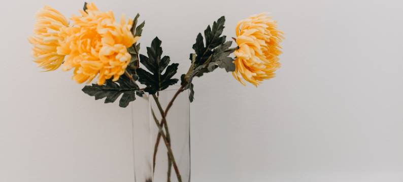 Best House, Nirvana II, Patra图片