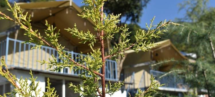 雪松营地(Camp Cedar)图片