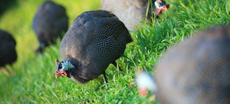 南邦河畔别墅酒店(Lampang River Lodge)图片