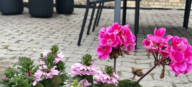 路哈维公寓式酒店(Rønhave)图片