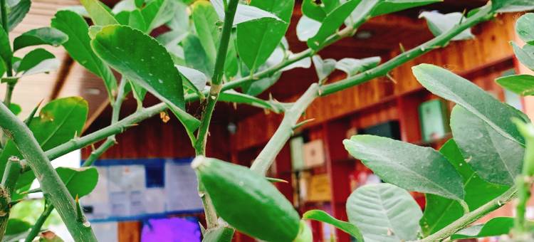 句容德兵家庭农场图片