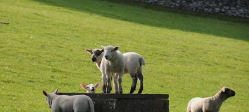 Poppy Glamping Pod图片