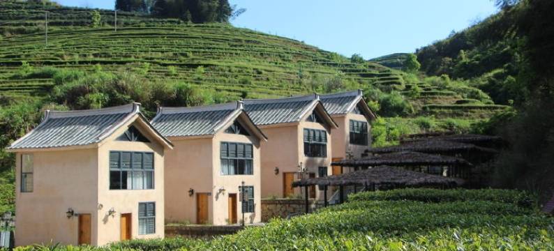安溪德峰茶庄园图片