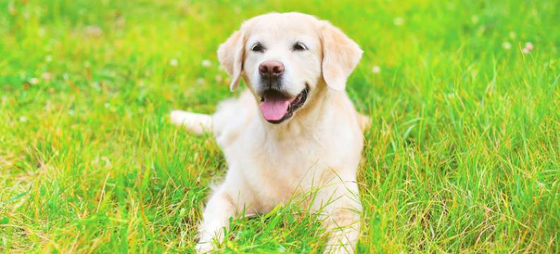 林登皇家旅馆(Royal Inn Linden)图片