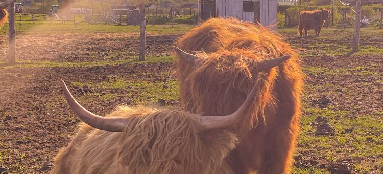 拉赛库斯(La Secousse)图片
