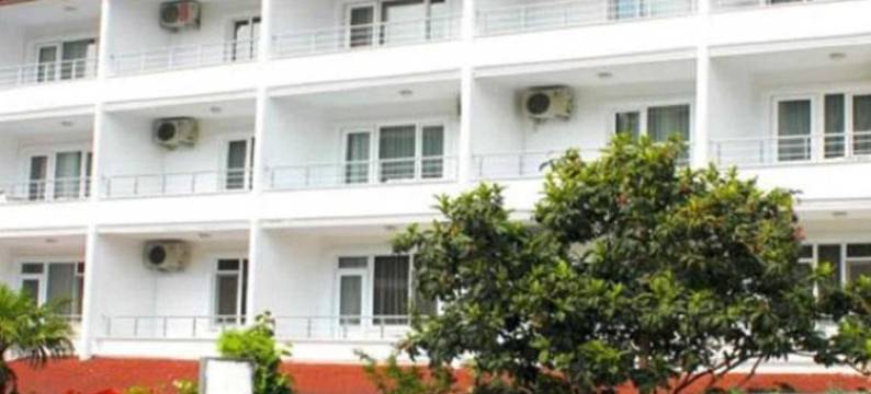 辣木(Moringa)图片