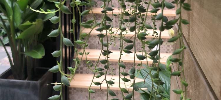 绵竹洁心民宿图片