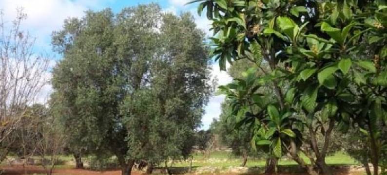 美萨匹克度假屋(Trullo Messapico)图片