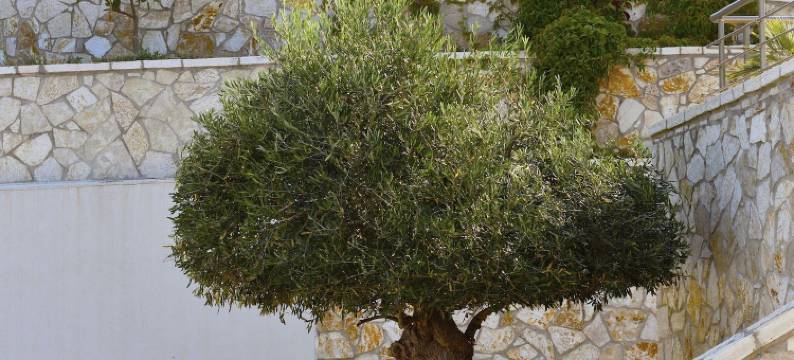 普里马维斯塔海滨精品酒店(Prima Vista Boutique Hotel & Spa)图片