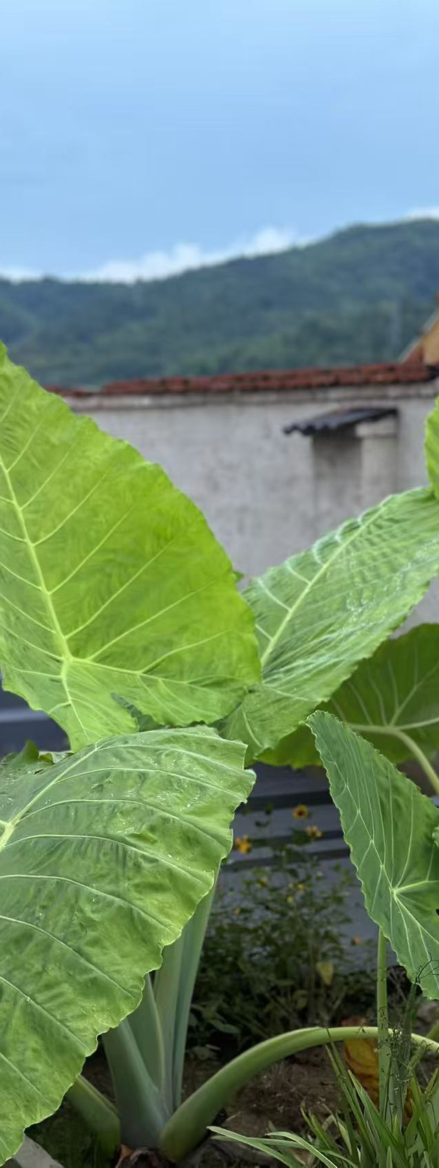 春野来信·养心逸境·漫时光轻奢庭院青阳打卡