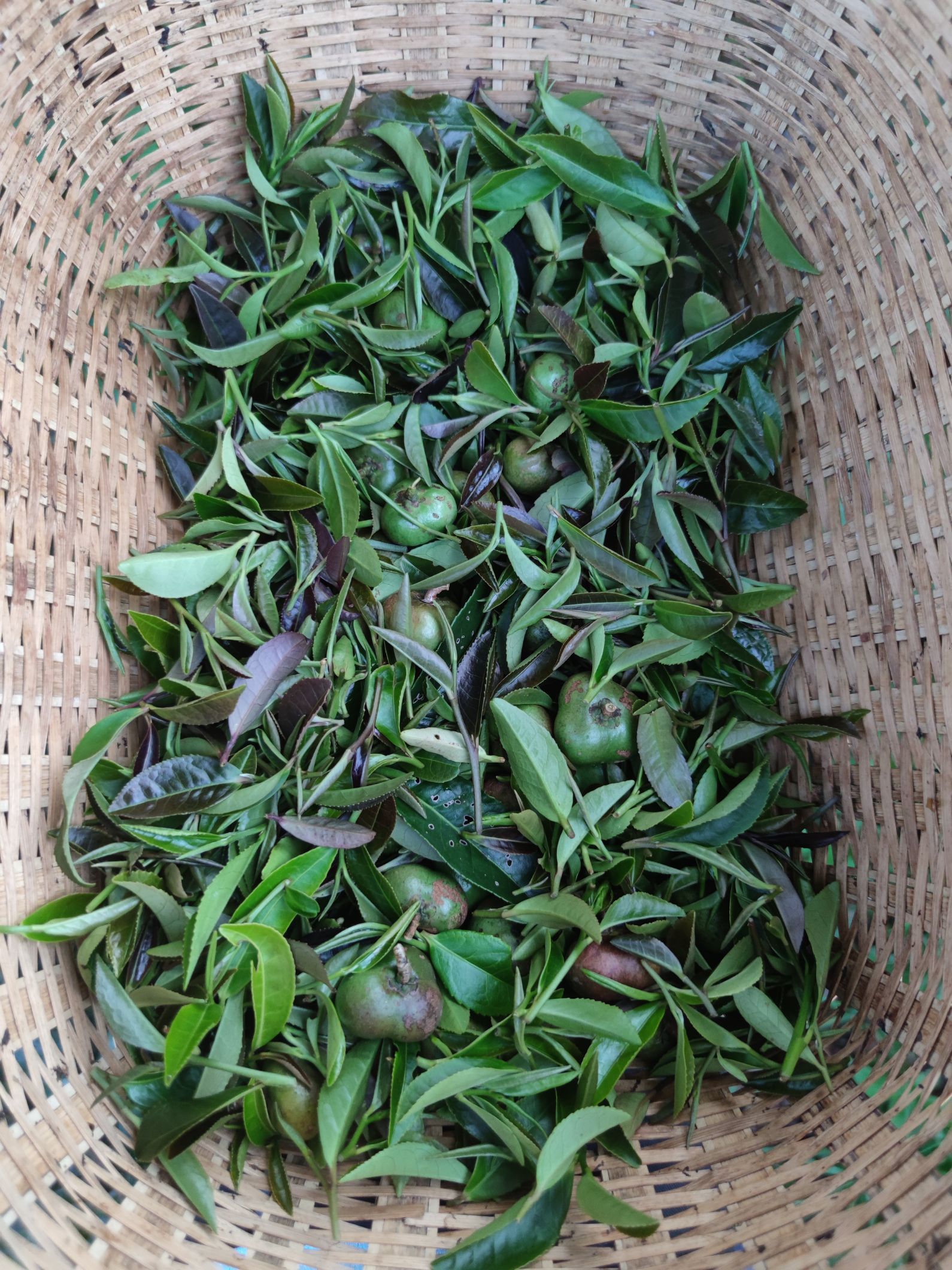 民宿由茶叶公司经营。六堡茶制作工艺非遗传承人带着旅客从采茶等一系列工序全程参与，并带走自己制作的茶叶