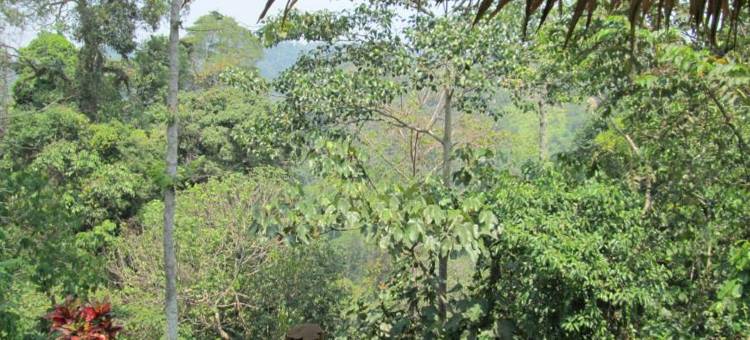 岩石山林小屋＆餐馆(On the Rocks Bungalows, Restaurant and Jungle Trekking Tours)图片