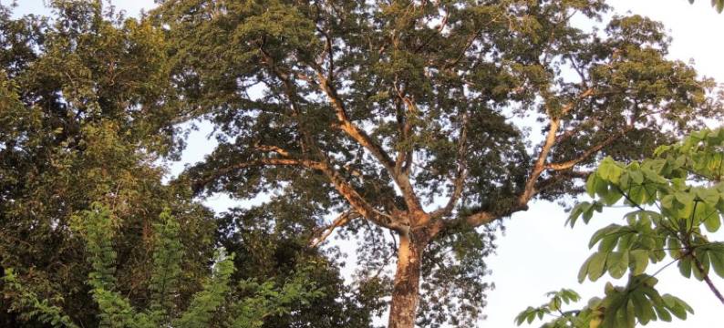 德雷克别墅酒店(Cabinas Villa Drake)图片