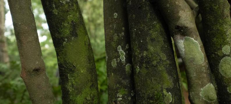 赫利柯尼亚家庭旅馆(Casa Heliconia)图片