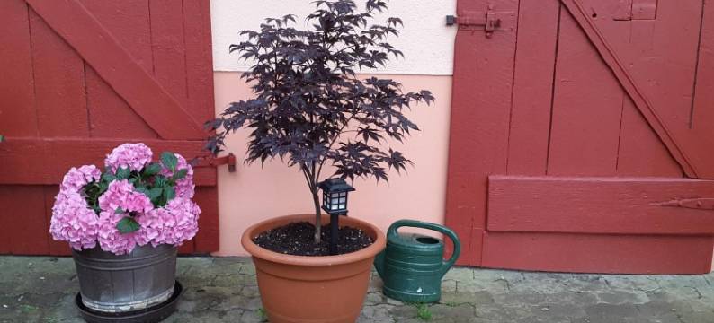 Zur Dorfschänke图片