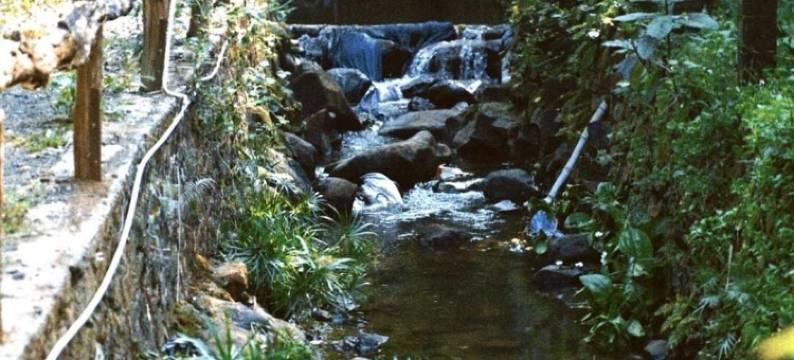 Harmony Botanical Garden Stay - 300 Plant Species, Natural Stream and Small Pool图片