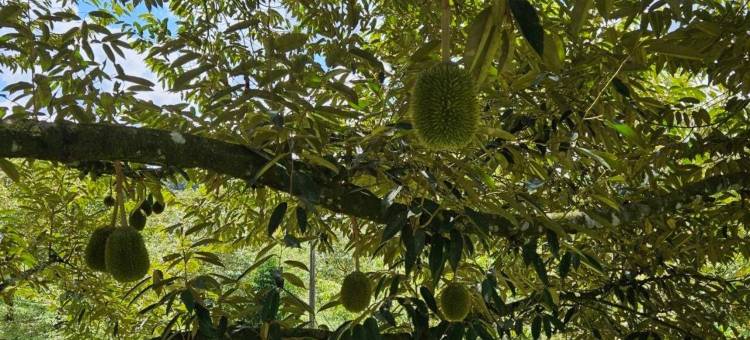 竹苑与榴莲度假农庄(Bamboo Villa & Durian-Retreat FarmStay)图片