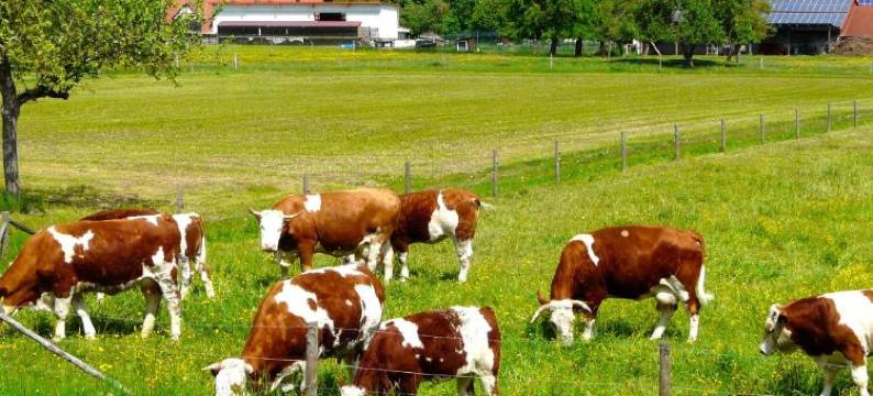 霍恩洛厄酒店(Landhaus Hohenlohe)图片