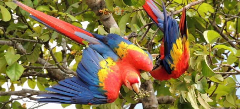 德雷克别墅酒店(Cabinas Villa Drake)图片