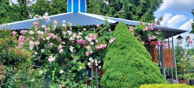 莱斯特拉沙维纳斯酒店(Hotel Restauracja Venus)图片