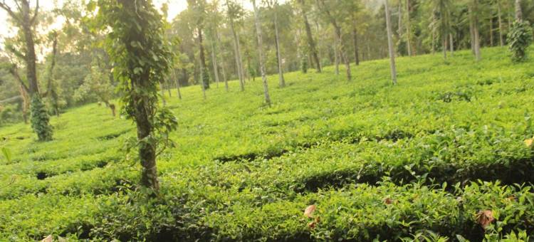 橡木绿洲民宿, 瓦加蒙(2BHK Homestay at Vagamon with Campfire and BBQ- Oakwood Oasis)图片