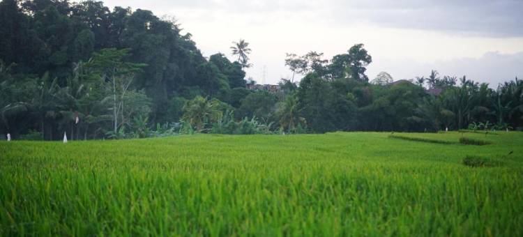 乌布达拉斯别墅(Villa d'Alas Ubud)图片