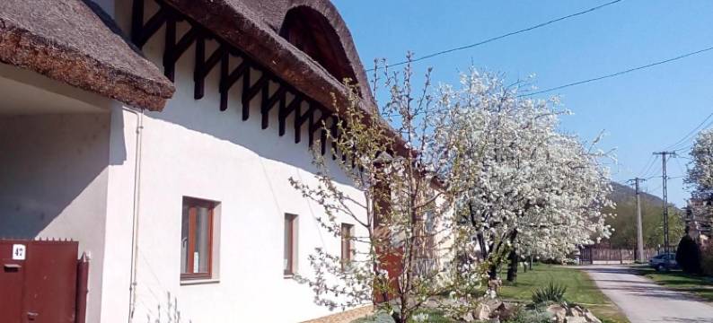 Julia Vendeghaz图片